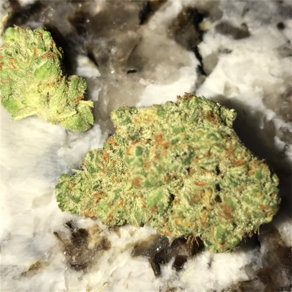 Foto de la variedad Skunkberry