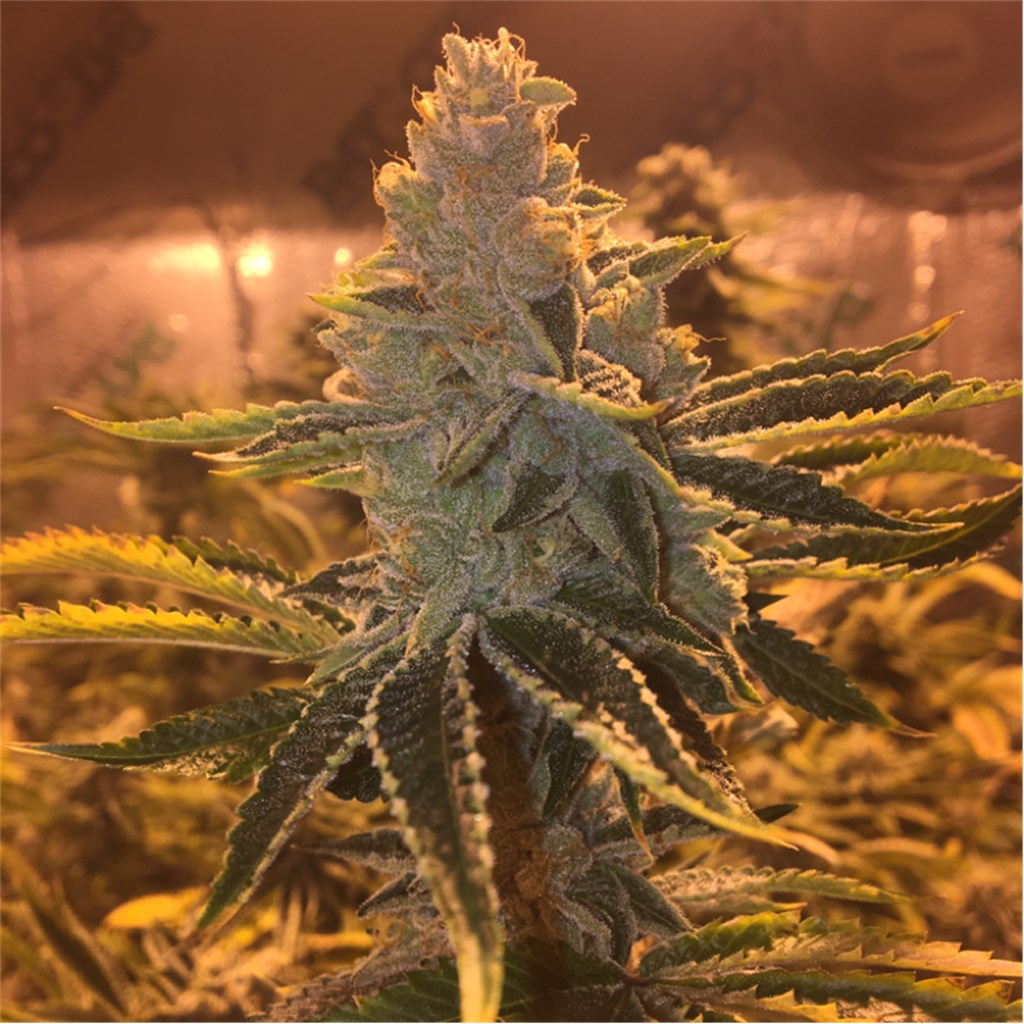 Foto de la variedad Skywalker