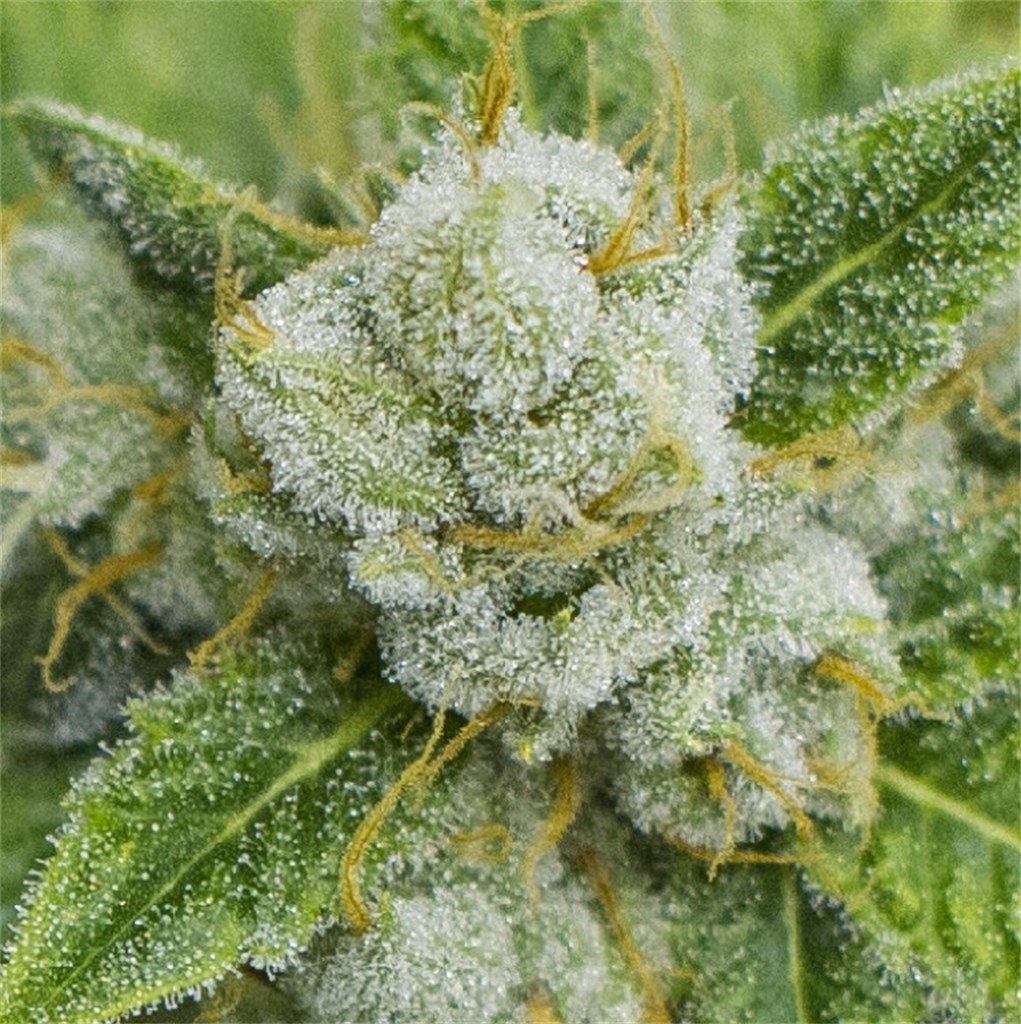 Foto de la variedad SleeStack