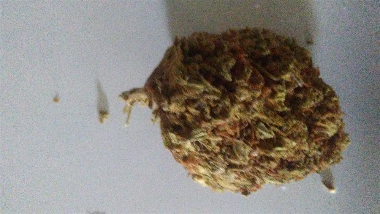 Foto de la variedad Snowbud