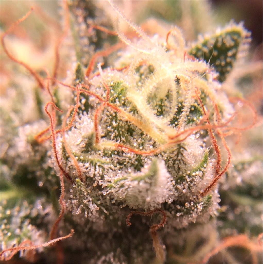 Foto de la variedad Snow Diesel