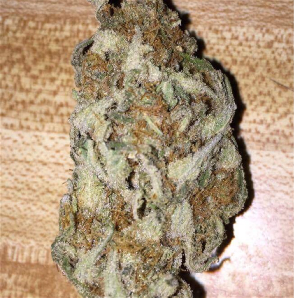 Foto de la variedad Snow Leopard