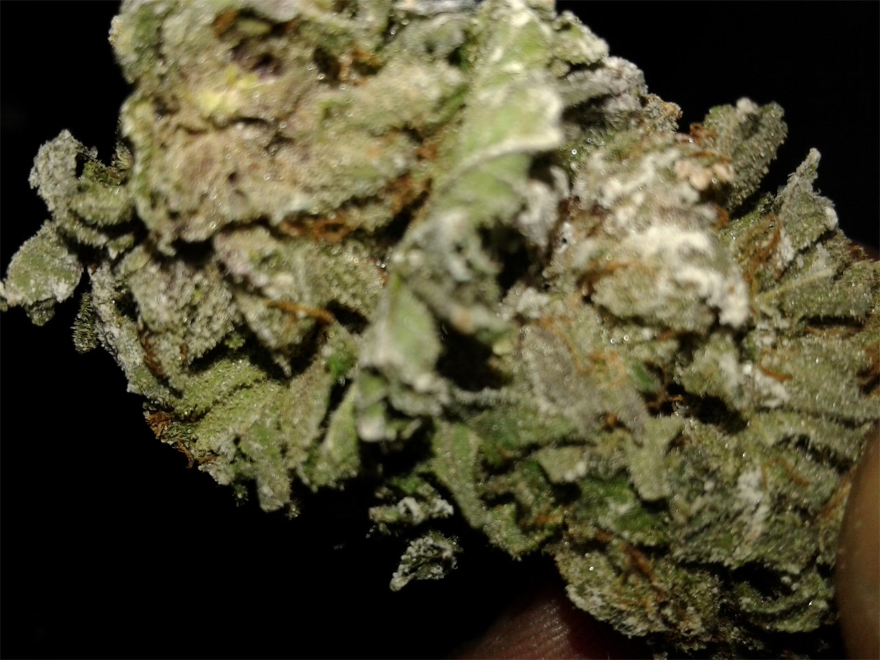 Snow Mountain