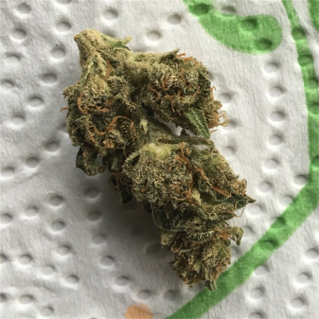 Foto de la variedad Snow Ryder