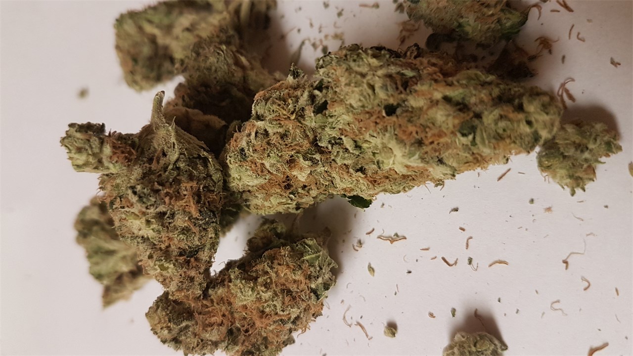 Foto de la variedad Snow White