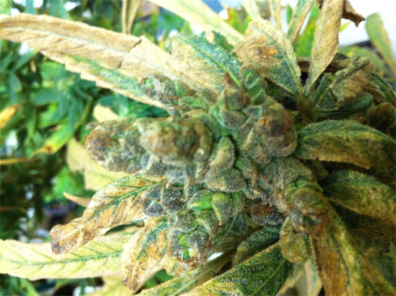 Sour Alien