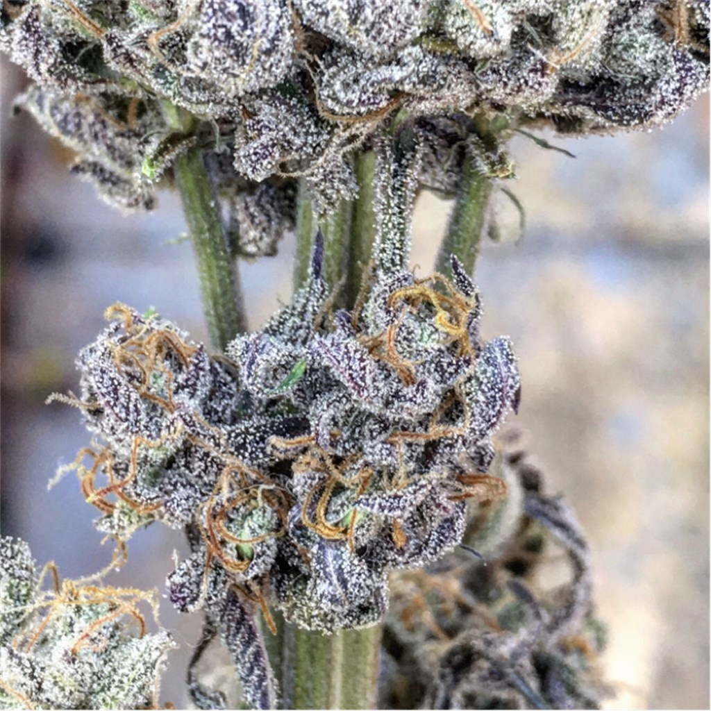 Sour Banana Sherbet
