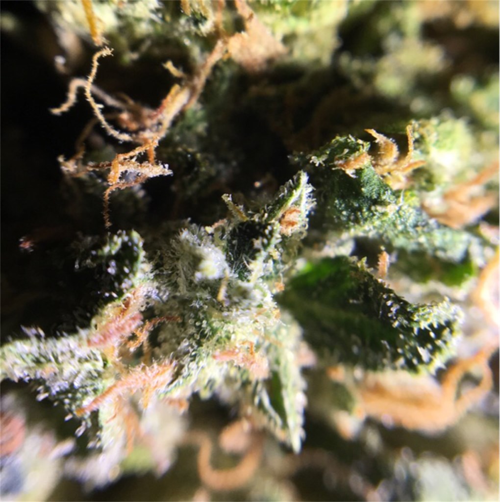 Sour Bubba