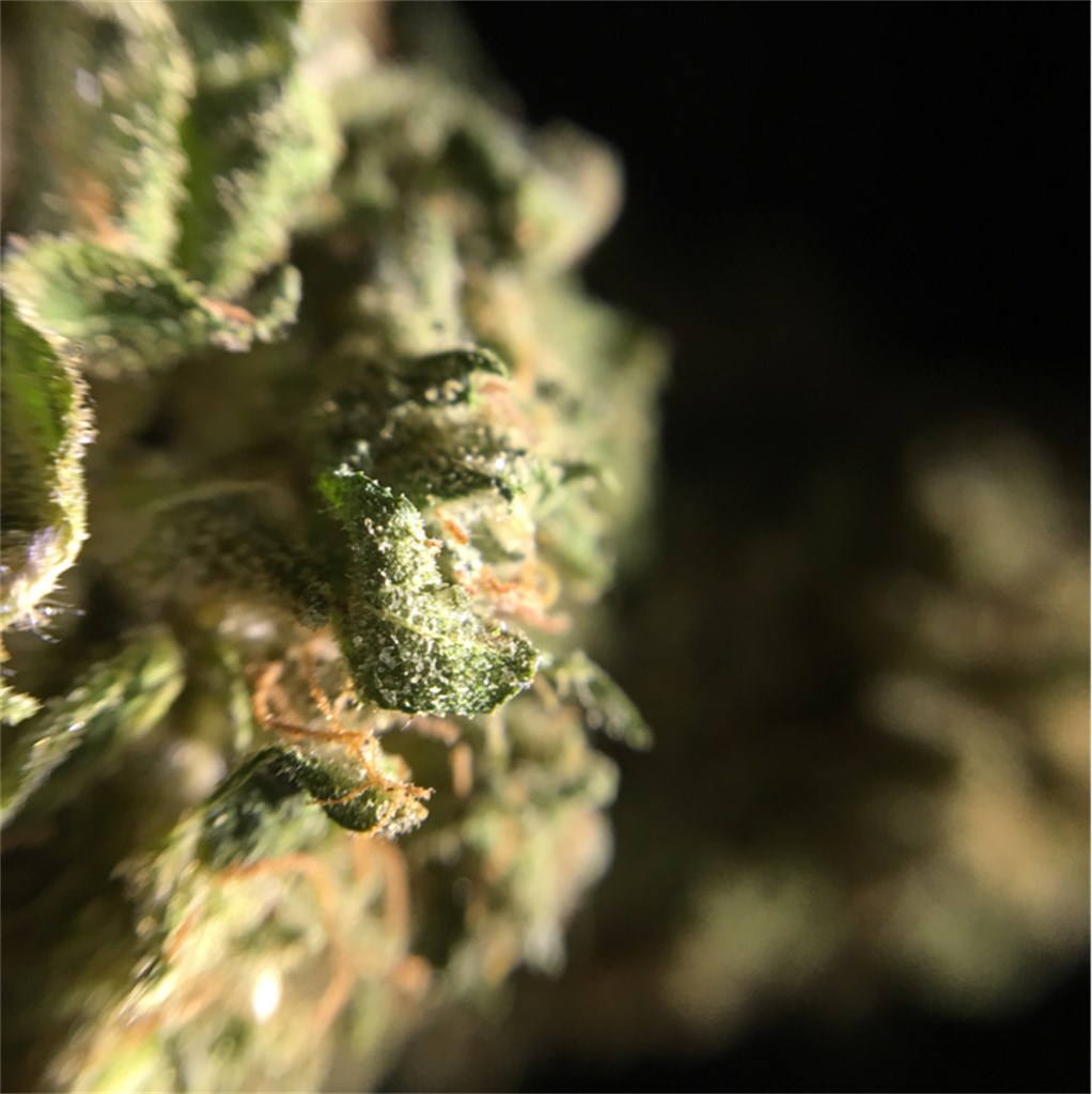 Foto de la variedad Sour Bubba