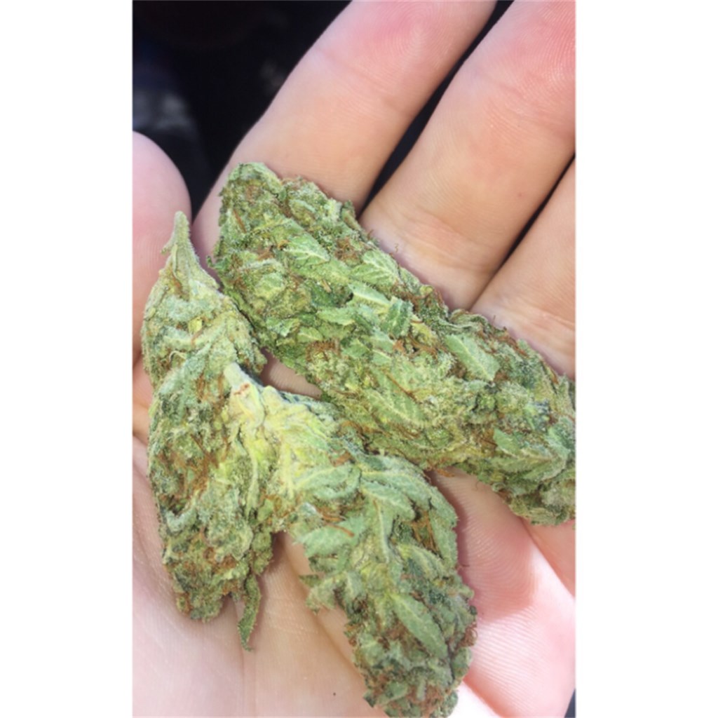 Foto de la variedad Sour Bubble