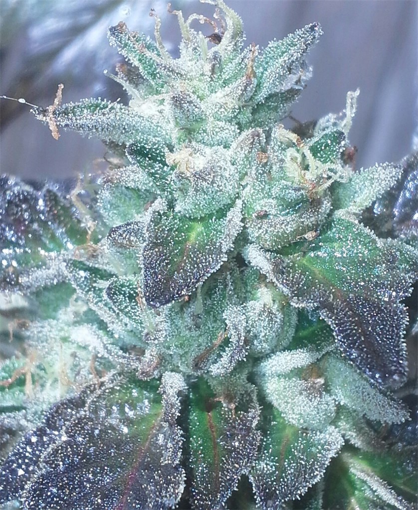 Sour Cookies