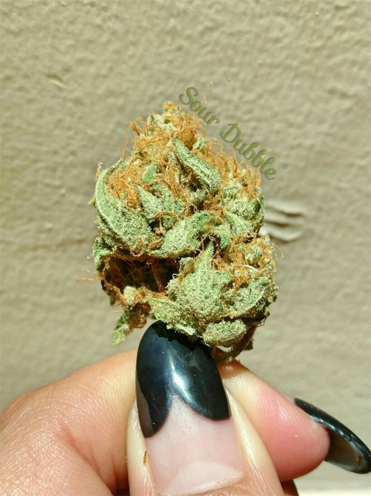 Sour Dubble