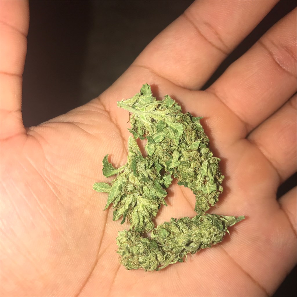 Foto de la variedad Sour Jack