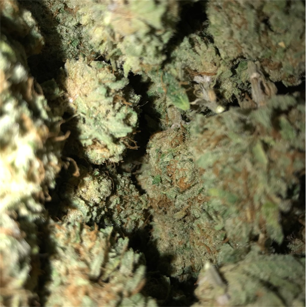 Foto de la variedad Sour Patch Kiss