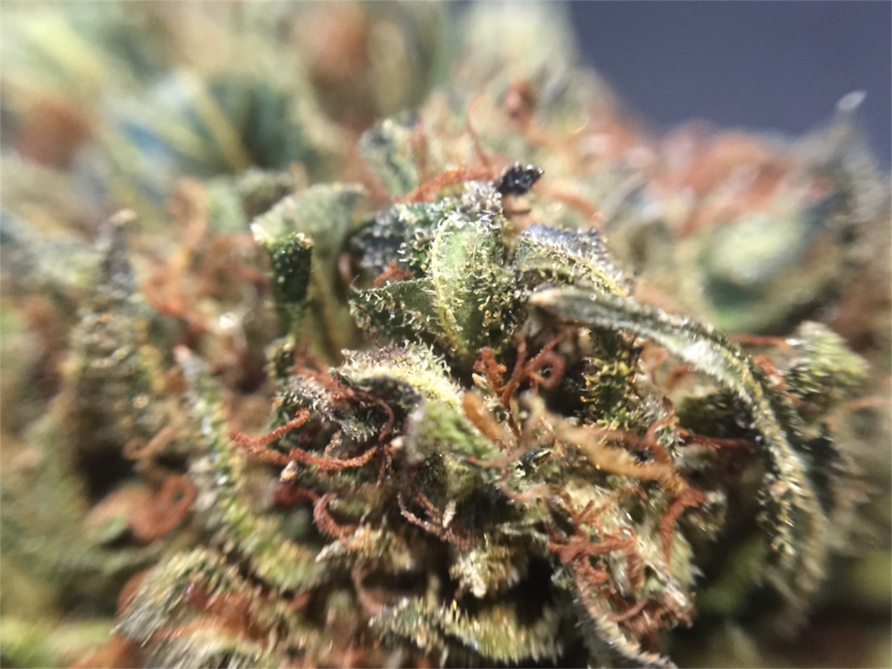 Sour Power