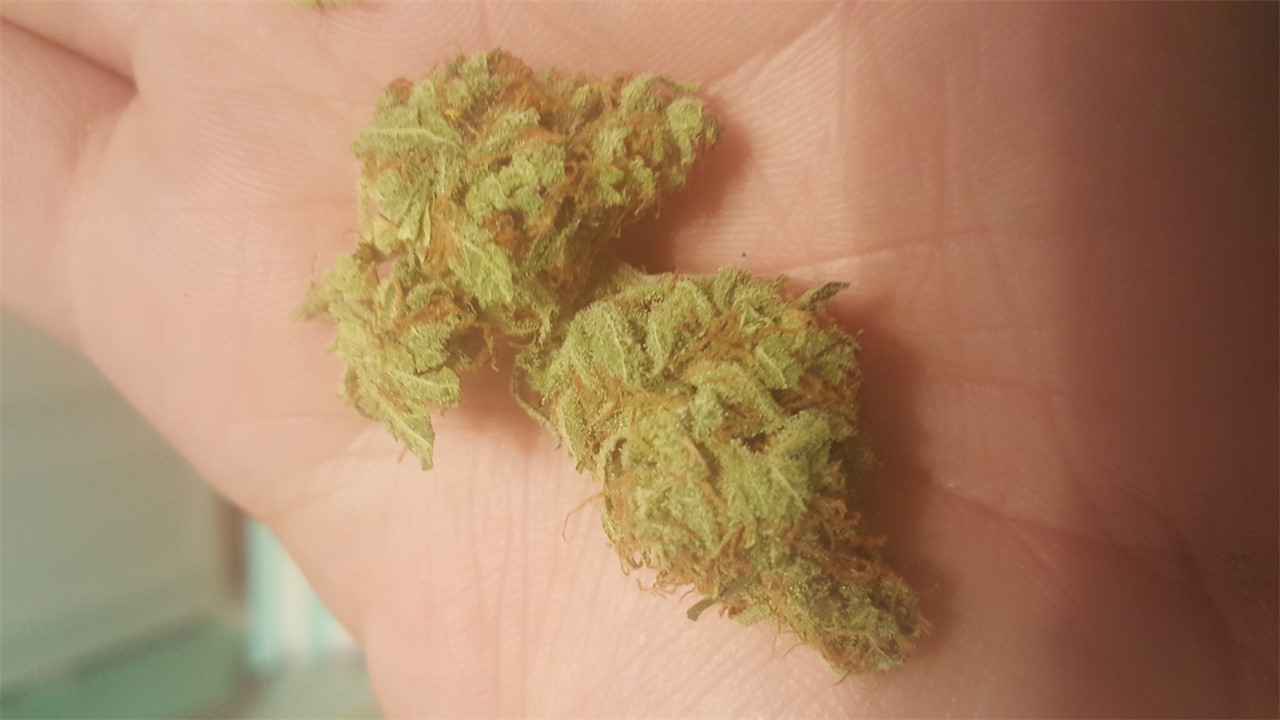 Space Dawg