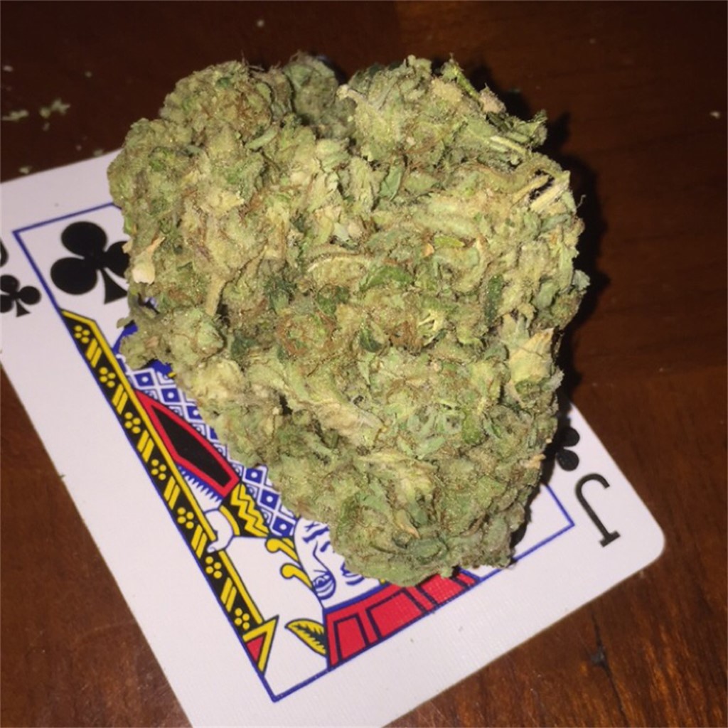 Foto de la variedad Space Monster
