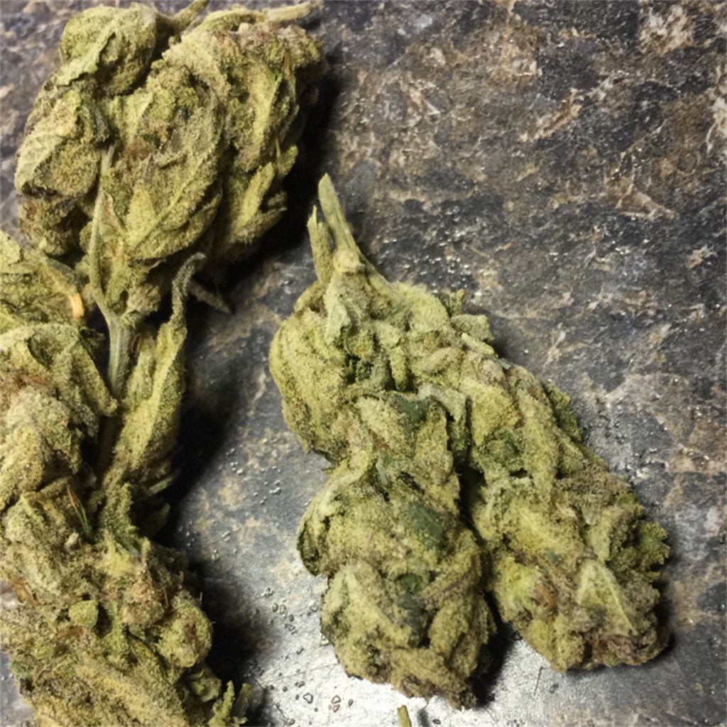 Foto de la variedad Spacequeen