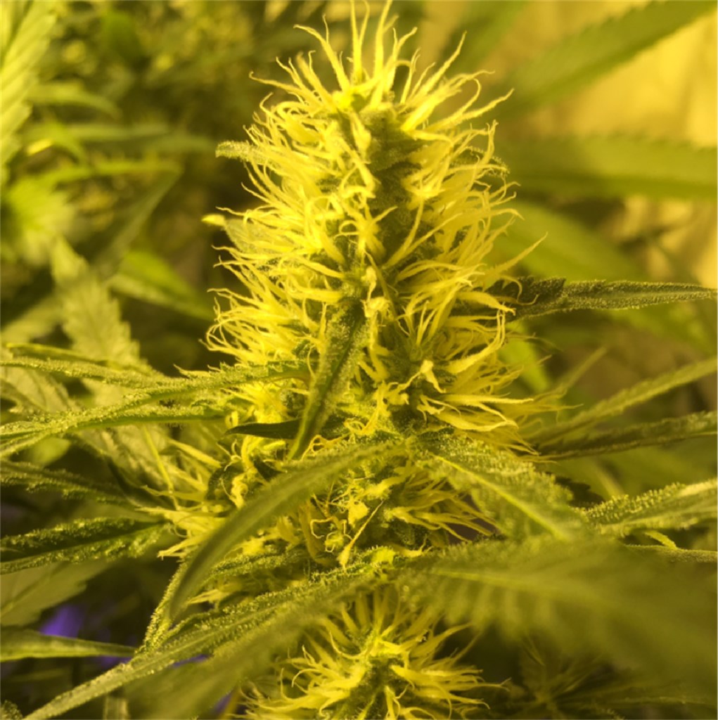 Special Kush