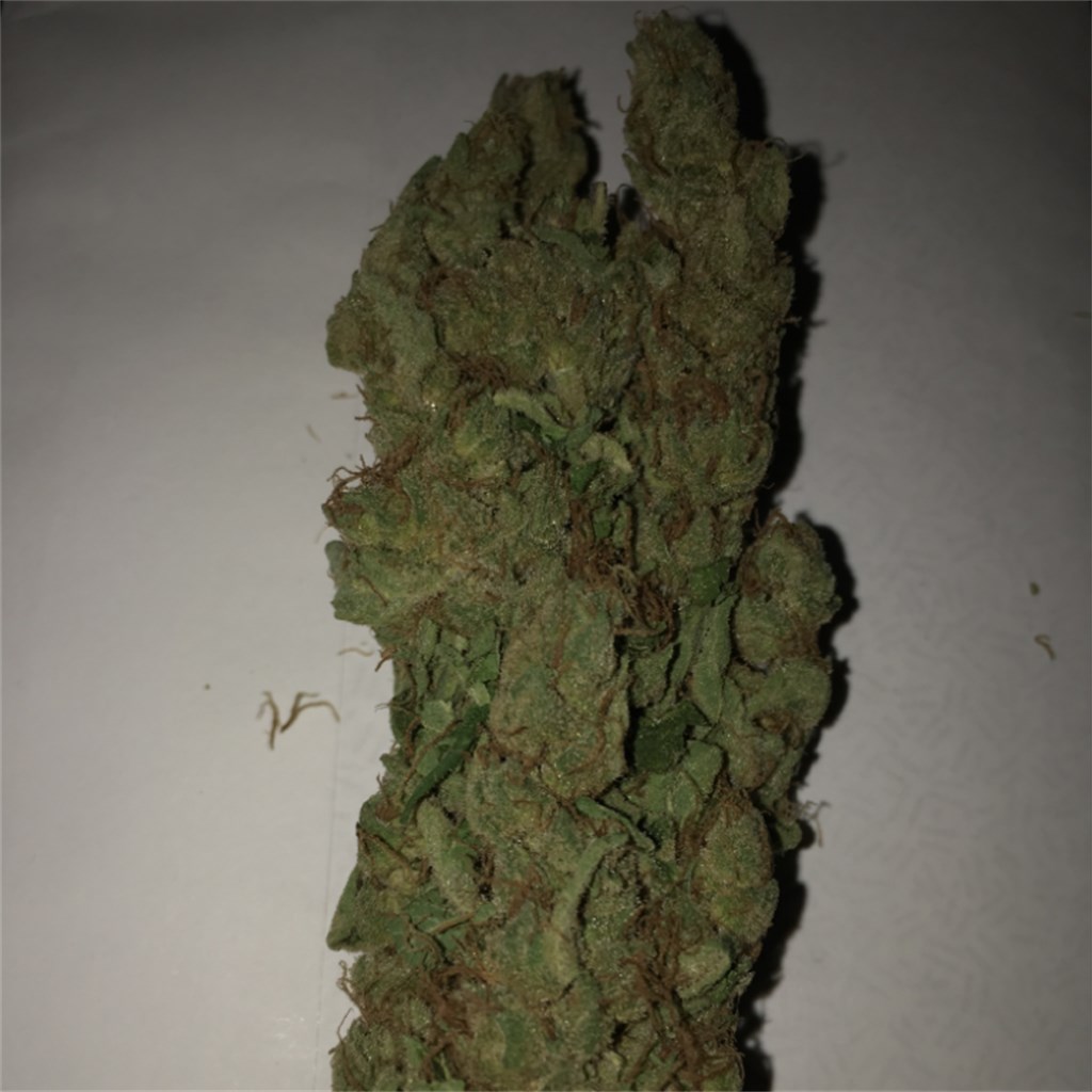 Foto de la variedad Spoetnik #1