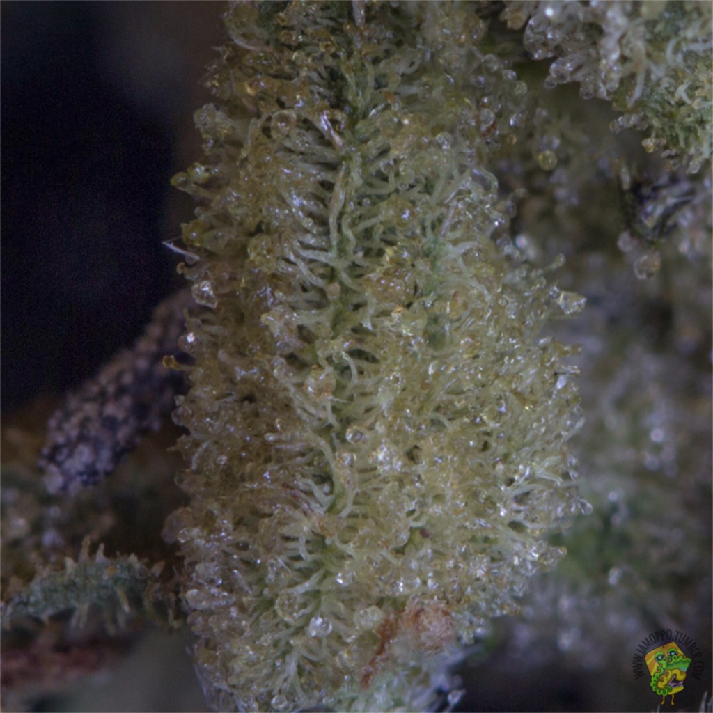Foto de la variedad Sputnik