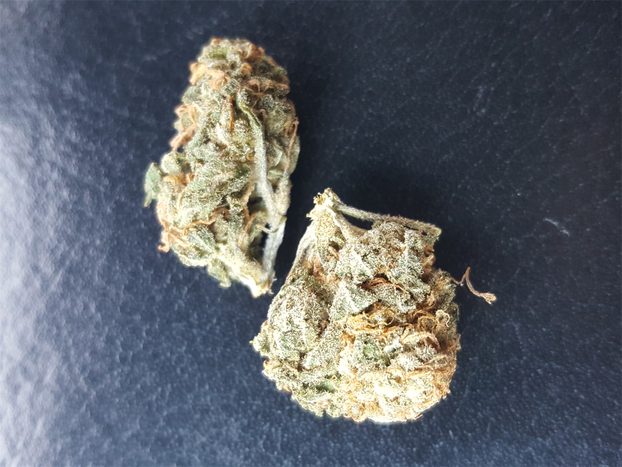 Foto de la variedad Star 47