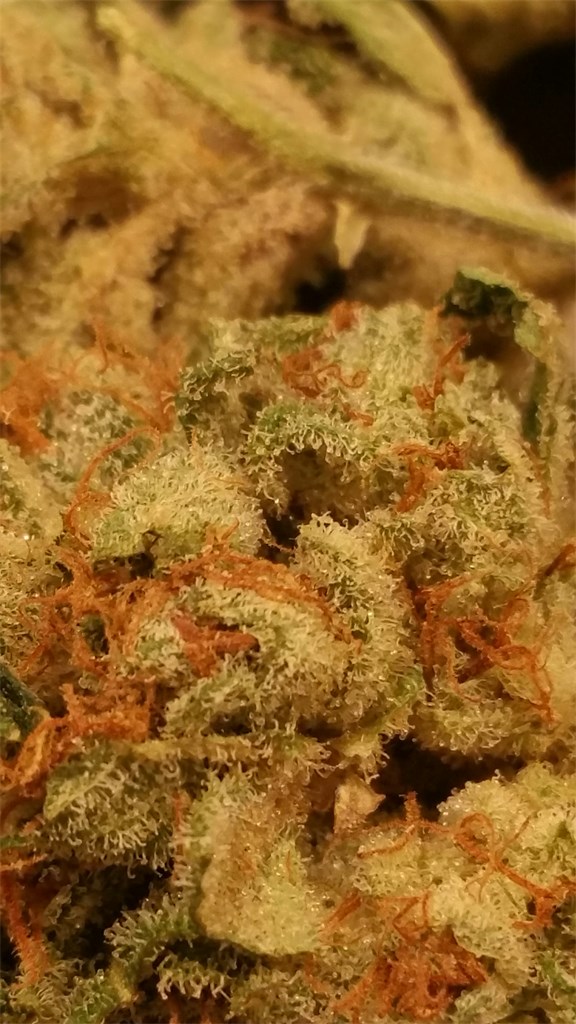 StarKiller OG