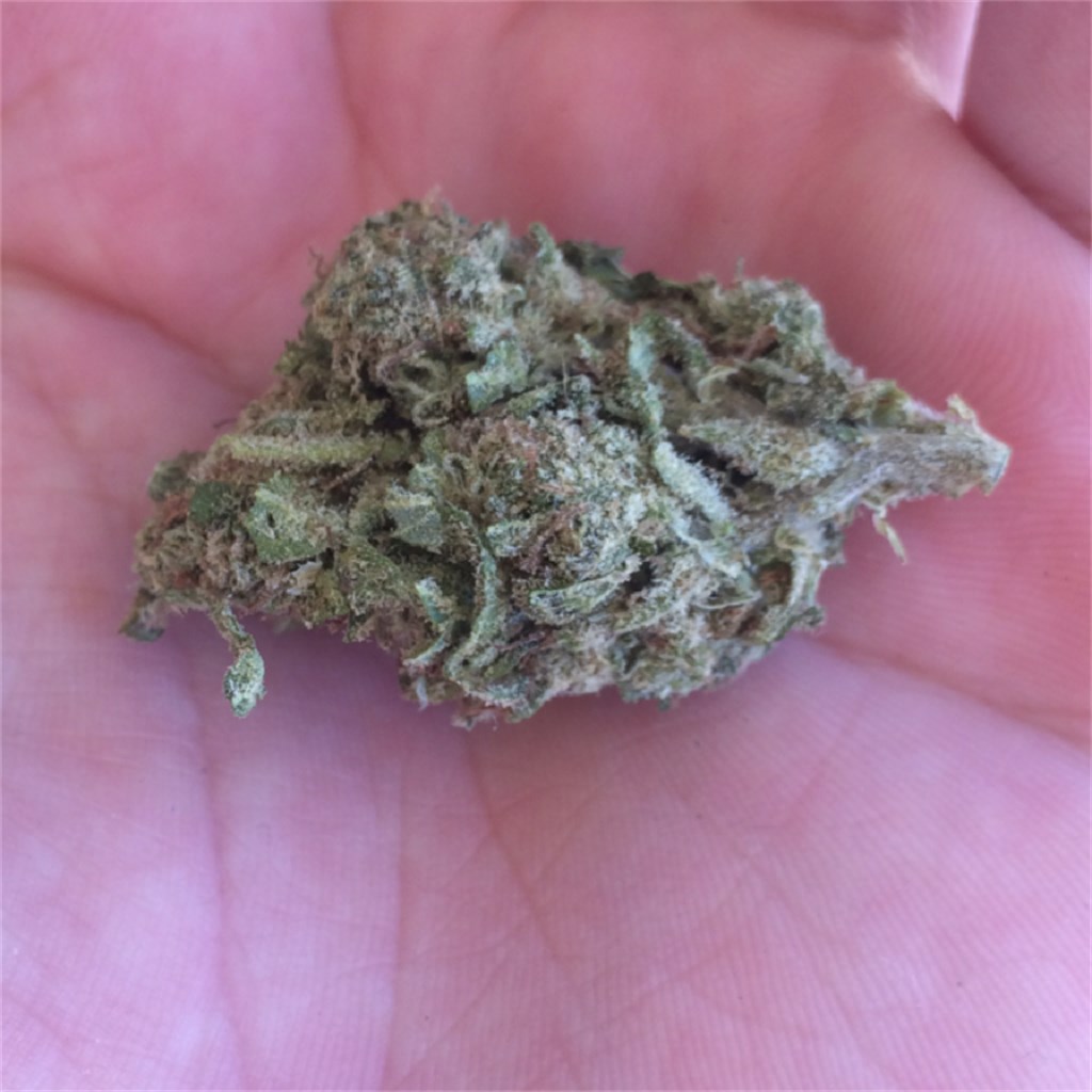 Stardawg Guava