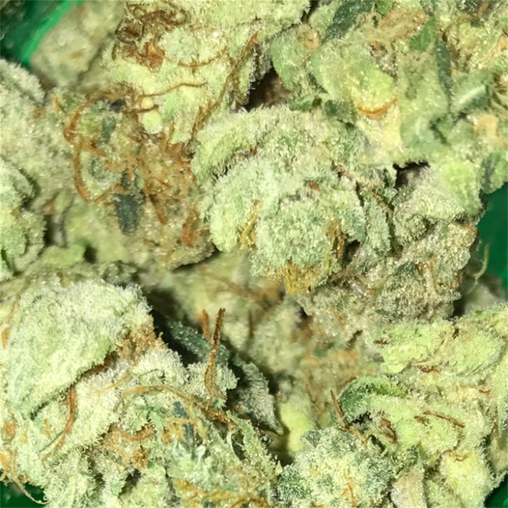 Foto de la variedad Starfighter