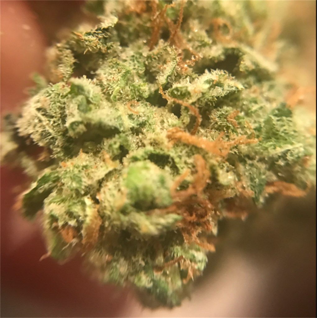 Strawberry Amnesia
