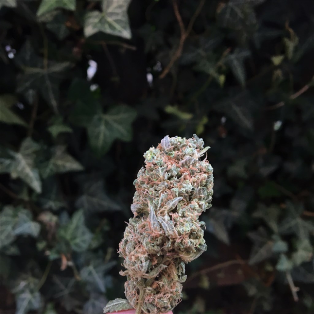 Foto de la variedad Strawberry Banana