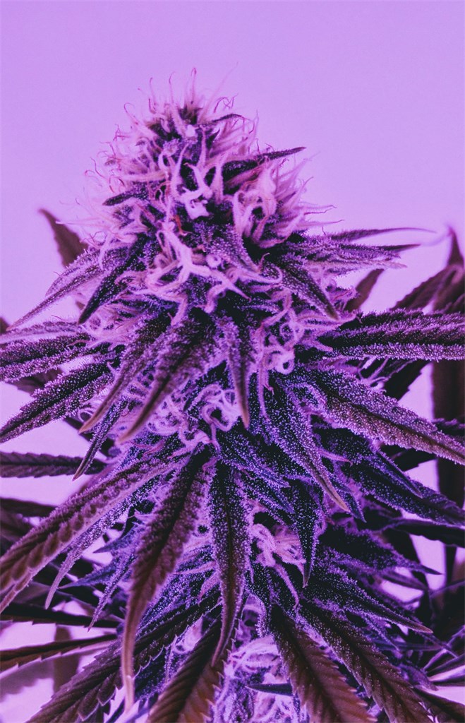 Strawberry Blue