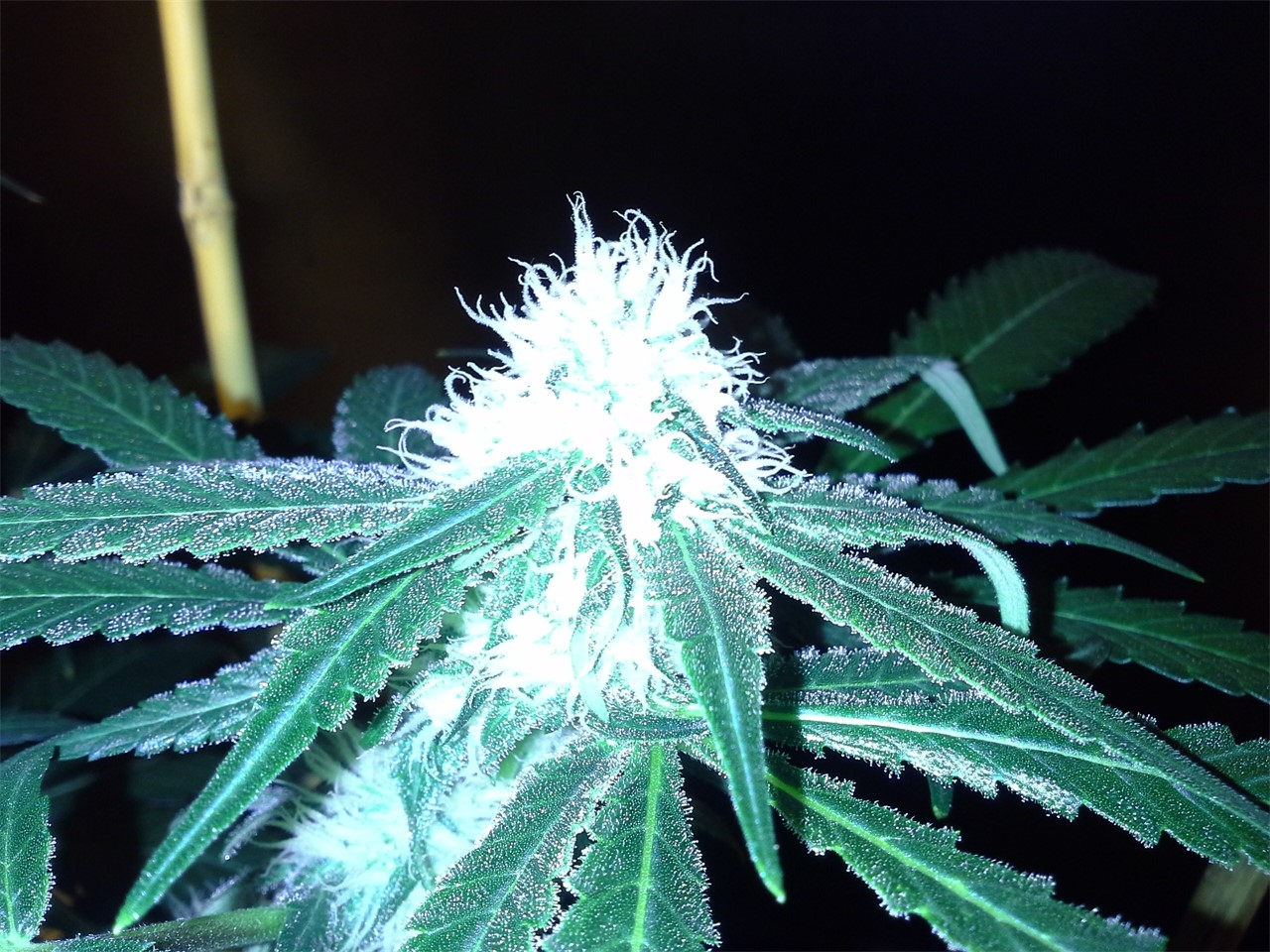 Strawberry Ice