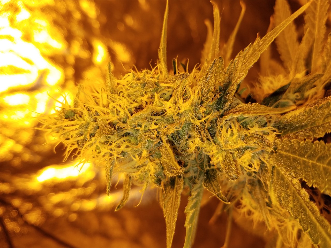 Foto de la variedad Strawberry Kush