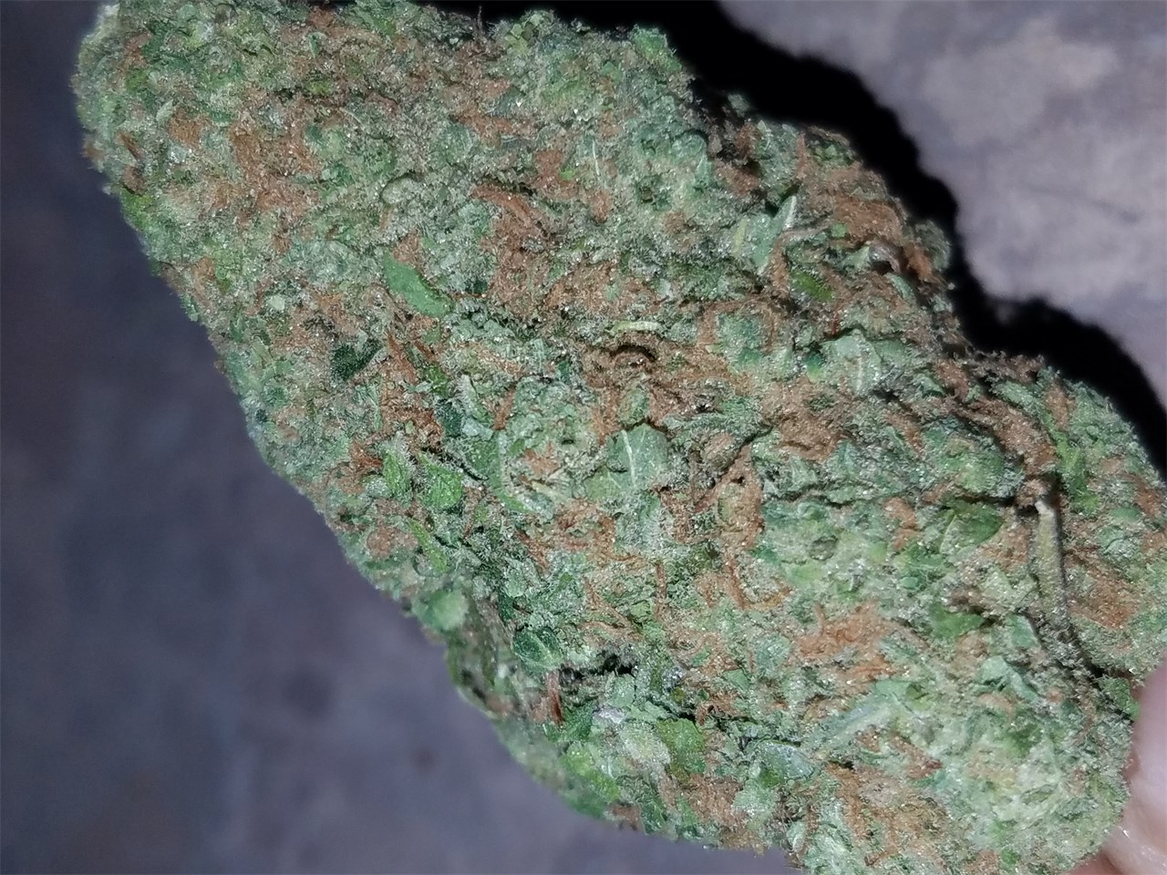 Sugar Black Rose
