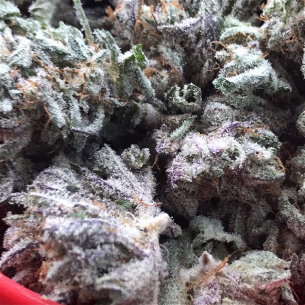 Foto de la variedad Sugar Kush