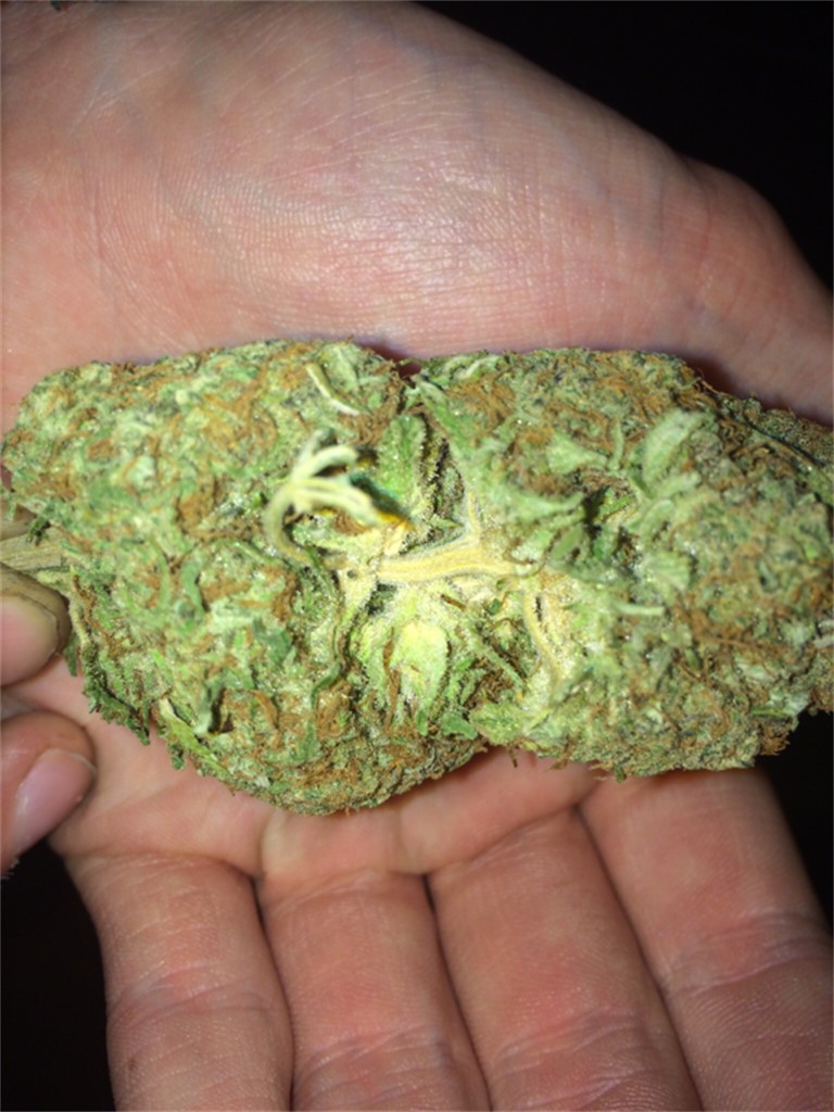 Foto de la variedad Sugar Shack