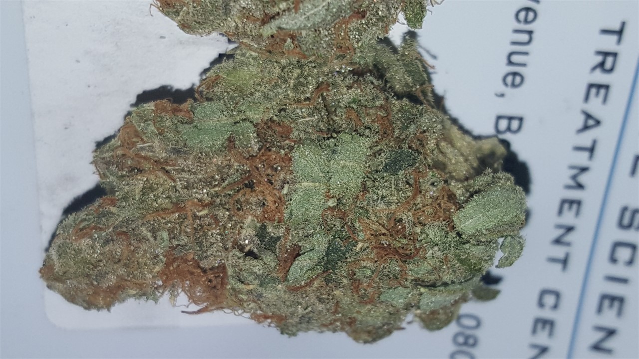Foto de la variedad Sunburn