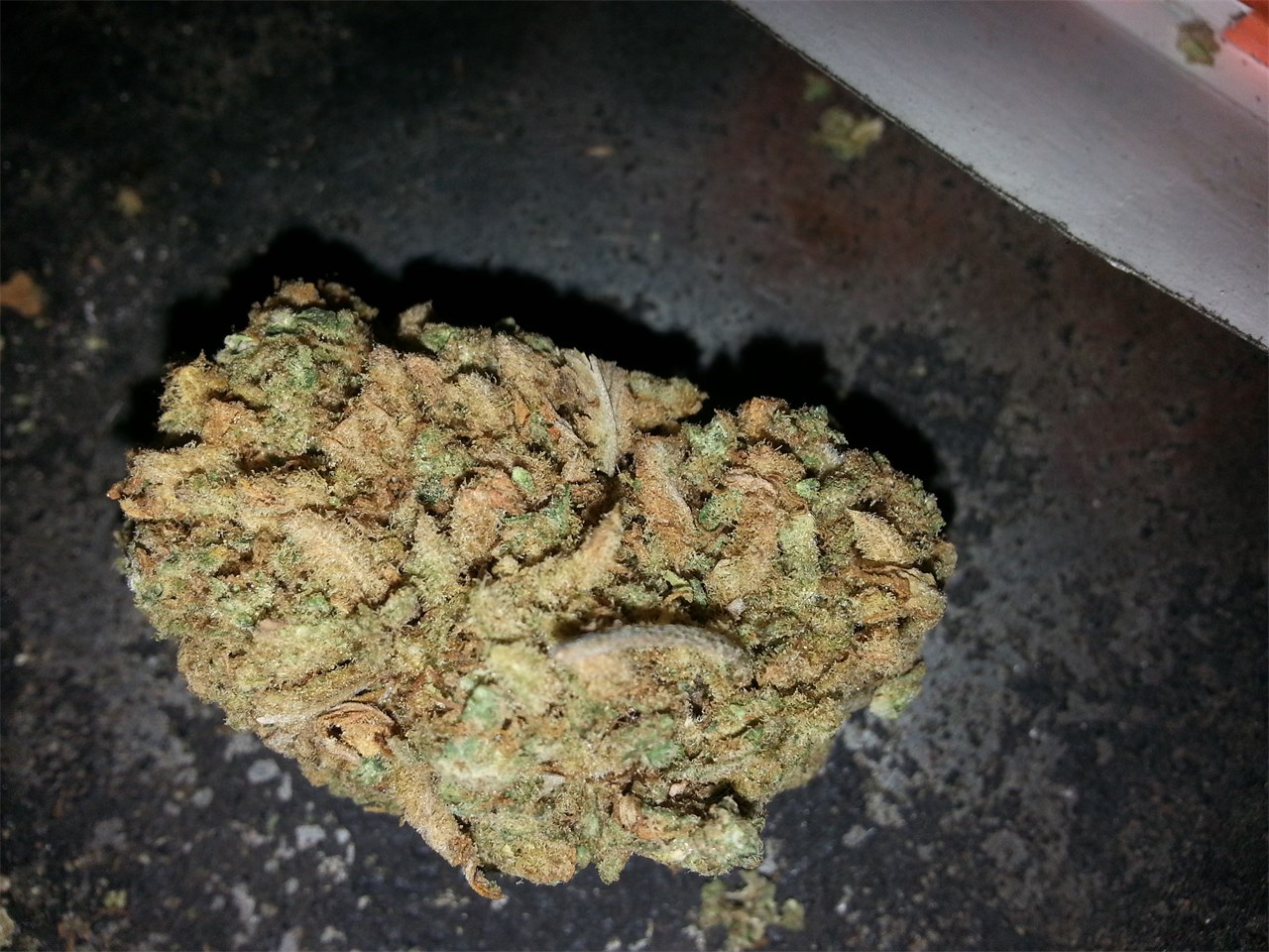 Foto de la variedad Sunshine 4