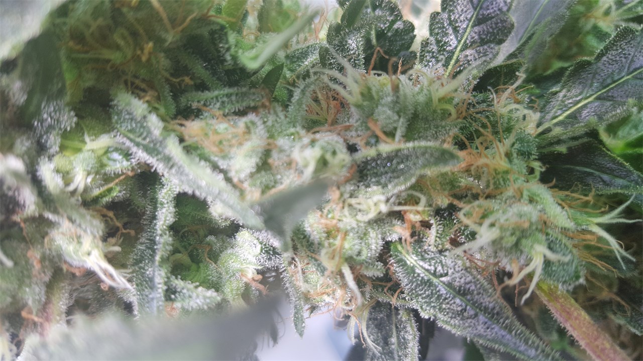 Foto de la variedad Super Bud