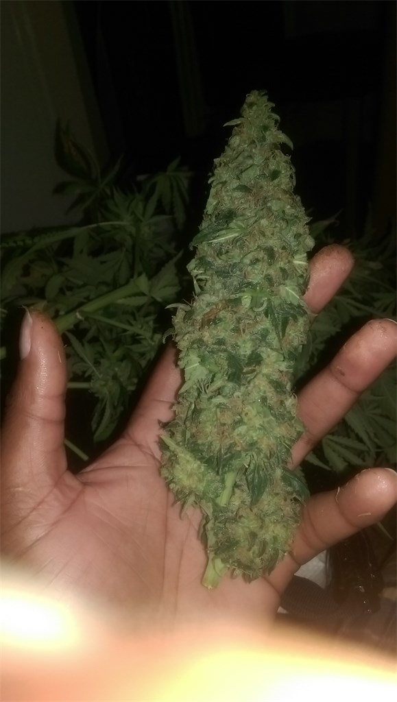 Foto de la variedad Super Cheese
