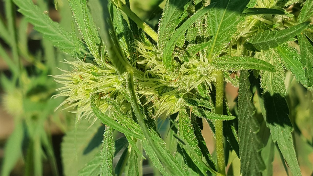専用【 CRD2本】Super Lemon Haze STNR Creations: Super Lemon Haze | Blazin' Blend | 2 Gram