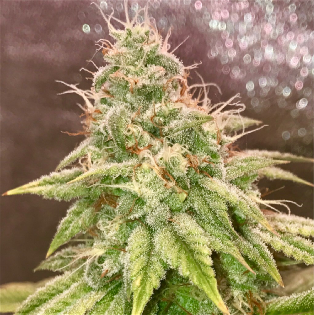 Super Lemon OG