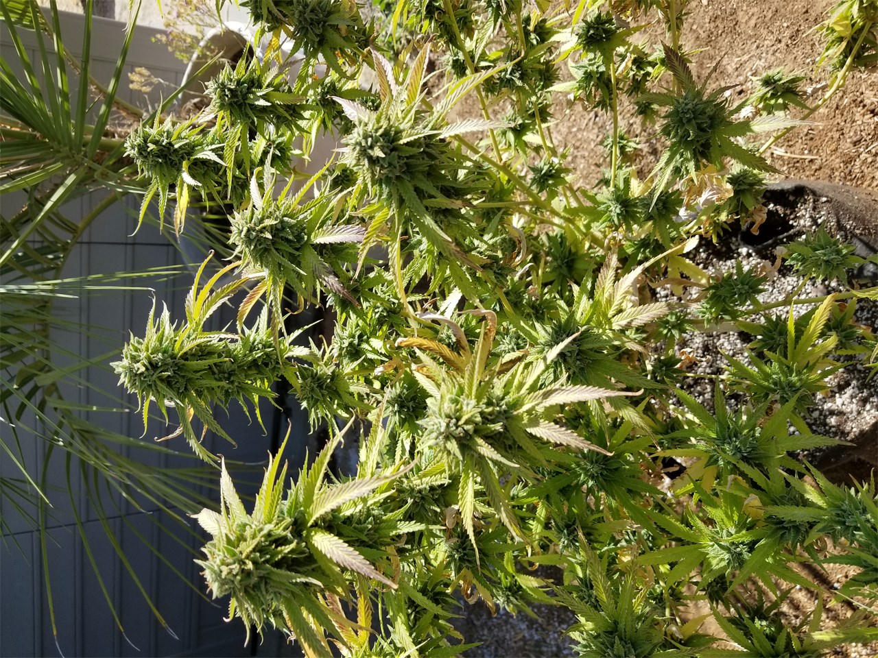 Foto de la variedad Super Glue