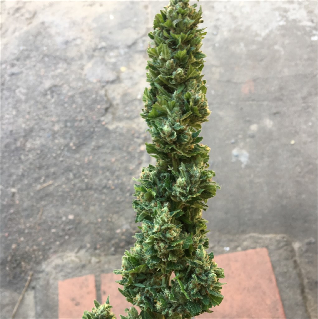 Foto de la variedad Supernova