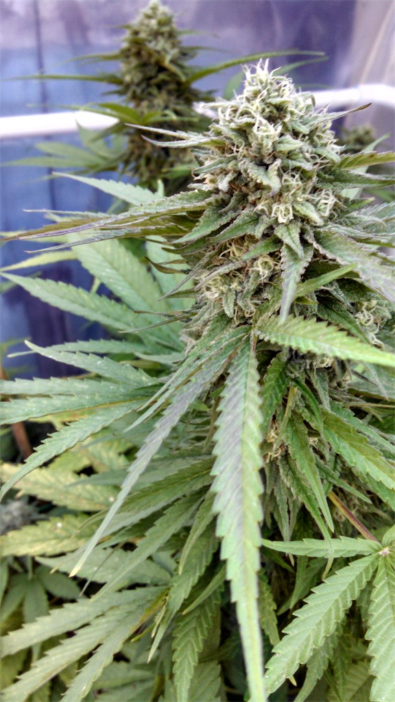 Sweet and Sour Widow