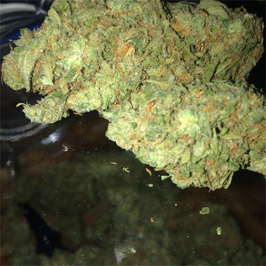 Foto de la variedad Tahoe Alien