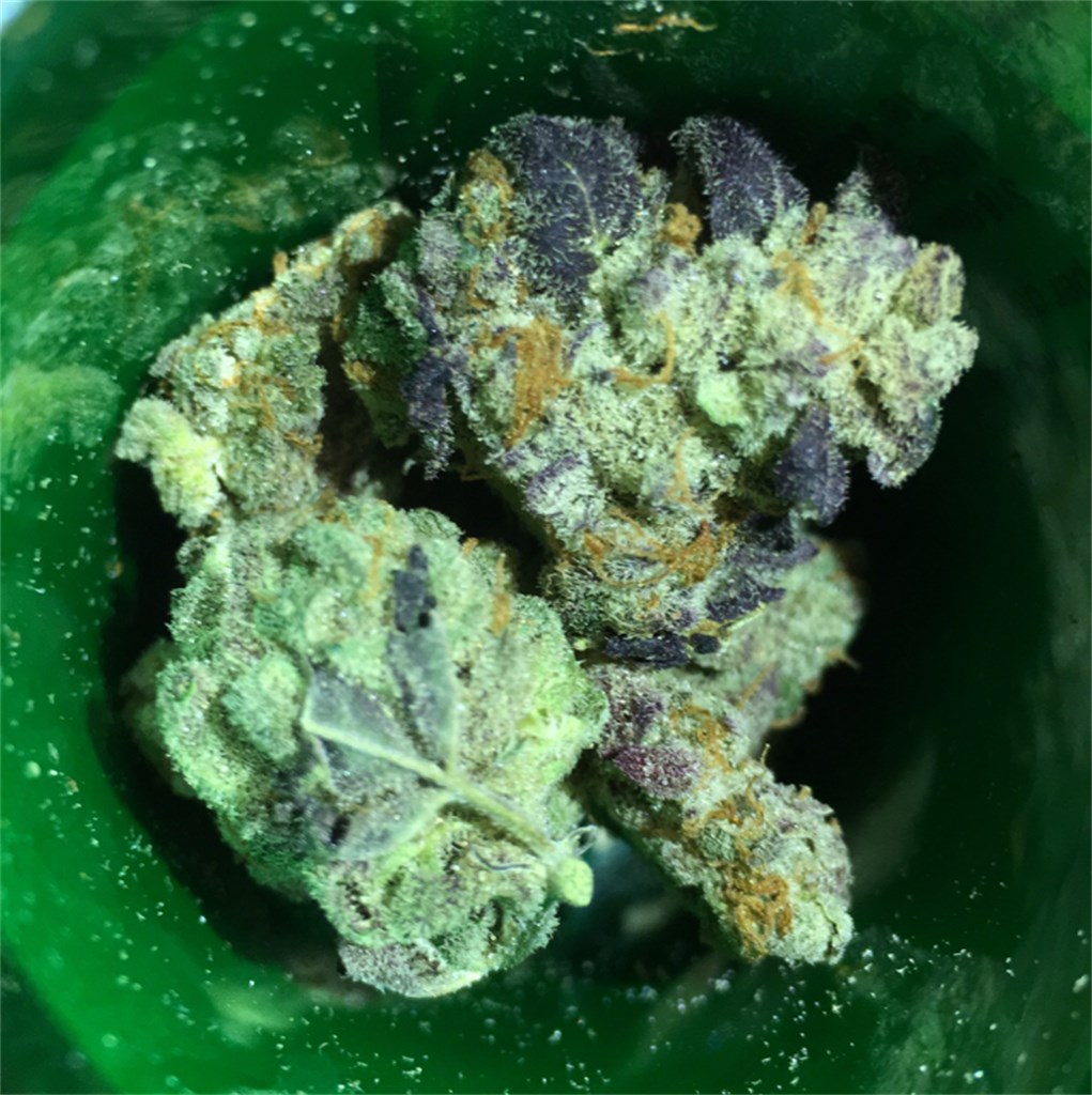 Tahoe Alien