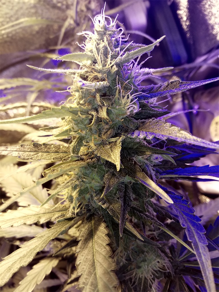 Foto de la variedad Tangerine