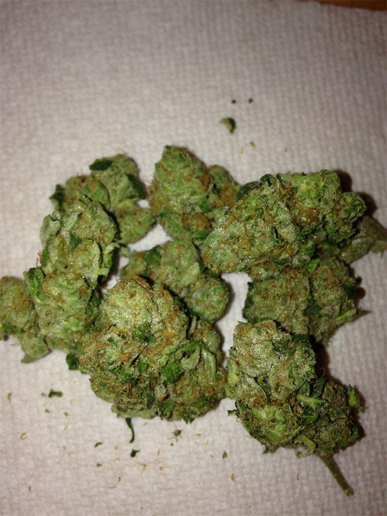 Foto de la variedad Thai Lights